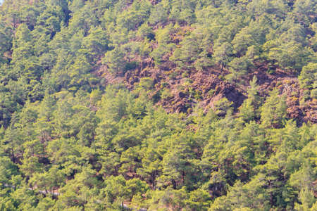 View of the pine forest in the Taurus mountains near Kemer in Antalya province, Turkeyの写真素材
