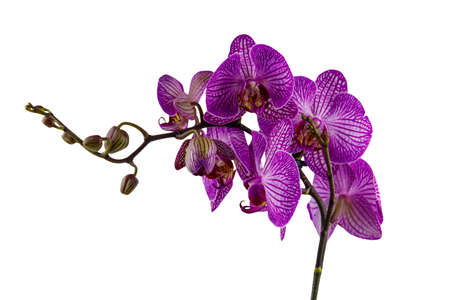 Branch of orchid phalaenopsis isolated on white backgroundの写真素材