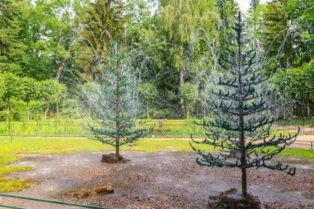 Fountains-crackers Fir trees in lower park of Peterhof in St. Petersburg, Russiaの写真素材
