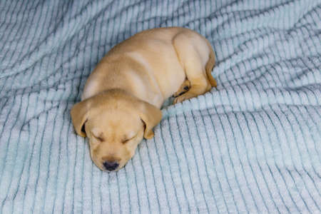 Small cute labrador retriever puppy dog sleeping on a bedの写真素材