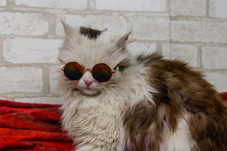 Portrait of a beautiful cute fluffy cat wearing sunglassesの写真素材