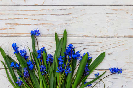 Blue scilla flowers on white wooden background. First spring flowers. Greeting card for Valentine's Day, Woman's Day and Mother's Day. Top view, copy spaceの写真素材