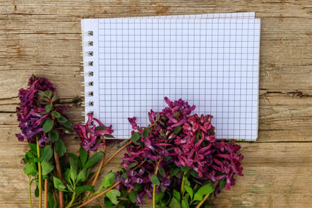 Blank notepad with purple corydalis flowers on rustic wooden background. First spring flowers. Greeting card for Valentine's Day, Woman's Day and Mother's Day. Top view, copy spaceの写真素材