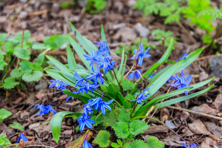Blue scilla flowers (Scilla siberica) or siberian squill. First spring flowersの写真素材