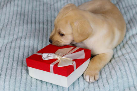 Small cute labrador retriever puppy dog with gift box on a bedの写真素材