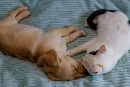 Small cute labrador retriever puppy dog and young cat on a bed. Friendship of pets