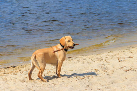 Cute labrador retriever puppy playing with stick on a sandy beachの写真素材