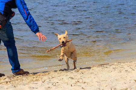 Cute labrador retriever puppy playing with stick on a sandy beachの写真素材