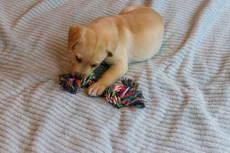 Labrador retriever puppy playing with colorful rope toyの写真素材