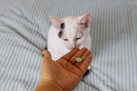 White cat getting a pill from female hand. Concept of taking medicines or vitamins for animals, veterinary medicine, pet careの写真素材