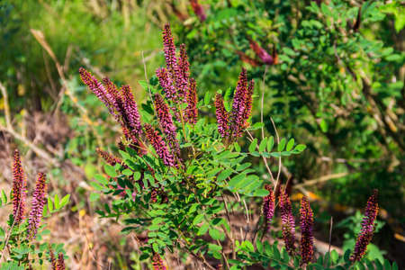 Amorpha fruticosa - purple flowering plant, known by several names - desert false indigo, false indigo-bush and bastard indigobushの写真素材