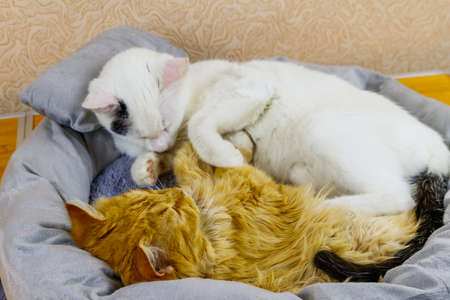 Two cats lying in their soft cozy cat bed