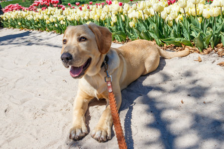 Portrait of a cute labrador retriever puppy next to blooming tulips flowersの写真素材