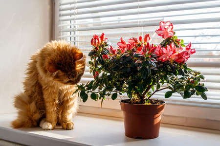 Blooming pink azalea in flower pot and ginger cat on windowsillの写真素材
