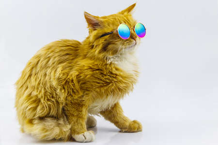 Portrait of a beautiful cute fluffy ginger cat wearing sunglasses on white backgroundの写真素材