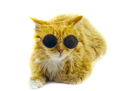 Portrait of a beautiful cute fluffy ginger cat wearing sunglasses on white backgroundの写真素材