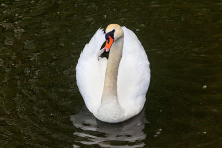 White swan swimming on the lakeの写真素材