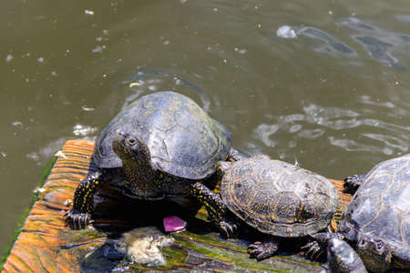 European pond turtle (Emys orbicularis)の写真素材