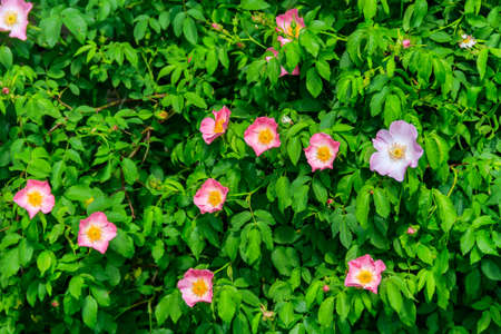 Pink flowers of dog-rose (rosehip) on a bush in the gardenの写真素材