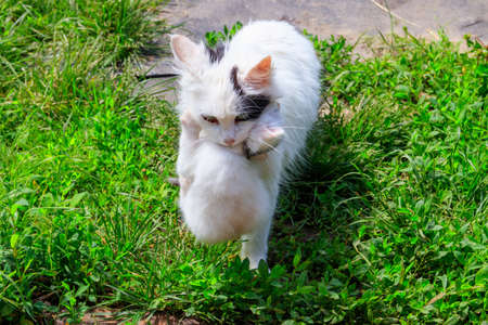 Mother cat carrying her white kitten in mouthの写真素材