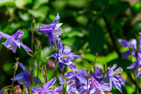 Delicate columbine flower (Aquilegia vulgaris) in gardenの写真素材