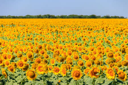 View of beautiful sunflower field at summerの写真素材
