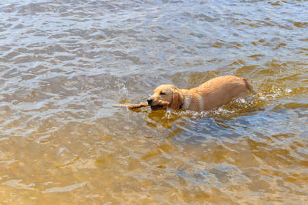 Cute labrador retriever puppy swimming with stick in a riverの写真素材