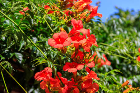 Bright orange flowers of the trumpet vine or trumpet creeper (Campsis radicans)