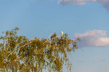Little egret on a tree branch