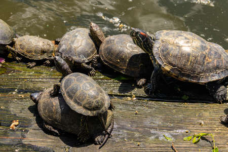 European pond turtle (Emys orbicularis)