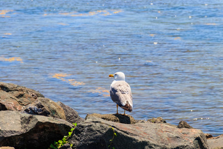 Portrait of the seagull against the Black sea
