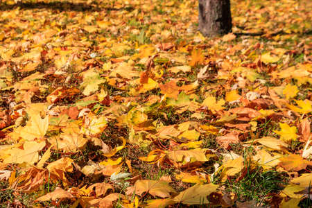 Background of the autumn maple leavesの写真素材