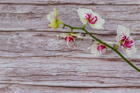 Branch of orchid phalaenopsis on wooden background. Top view, copy spaceの写真素材