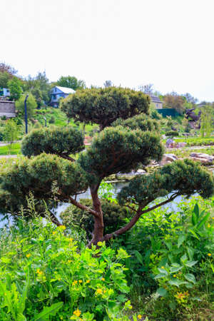 Yew (Taxus baccata) bonsai in the garden