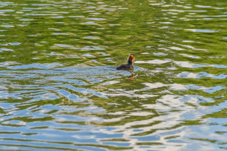 Nestling of Eurasian coot (Fulica atra) in a lake