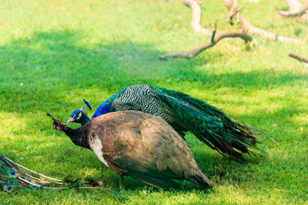 Indian peafowl or blue peafowl (Pavo cristatus)の写真素材
