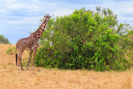 Giraffe in savanna in Serengeti national park in Tanzania. Wild nature of Tanzania, East Africaの写真素材