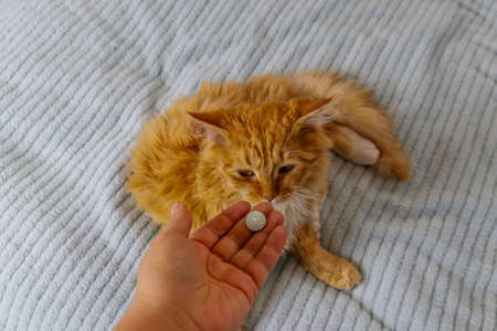 Ginger cat getting a pill from female hand. Concept of taking medicines or vitamins for animals, veterinary medicine, pet careの写真素材