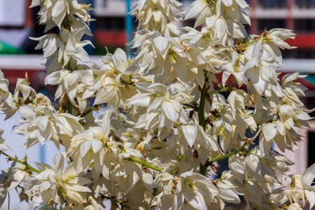 White flowers of the yucca plantの写真素材