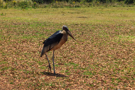 Marabou stork (Leptoptilos crumenifer) walking on a lawnの写真素材