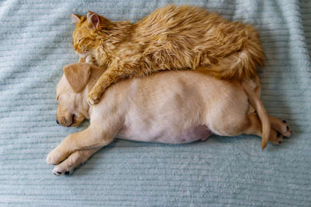 Small cute labrador retriever puppy dog and young cat on a bed. Friendship of petsの写真素材