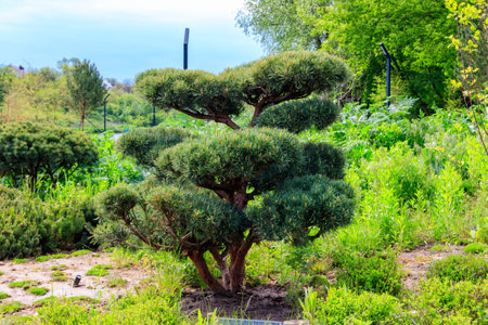 Yew (Taxus baccata) bonsai in the gardenの写真素材