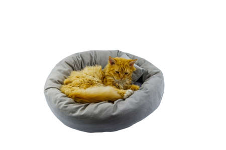 Ginger cat lying in comfortable pet bed isolated on white background