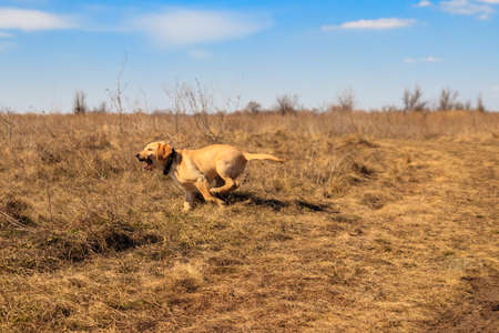 Cute labrador retriever puppy playing with stick on a meadowの写真素材