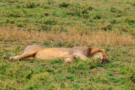 Lion (Panthera leo) sleeping on grass in savannah in Serengeti National Park, Tanzaniaの写真素材