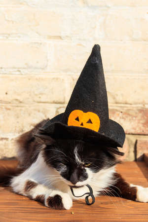 Beautiful cat wearing witch hat for halloweenの写真素材