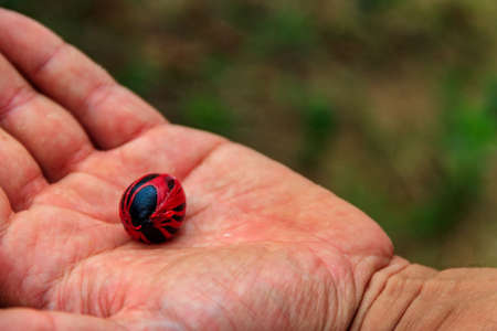 Farmer's hand holding a fresh nutmeg fruitの写真素材