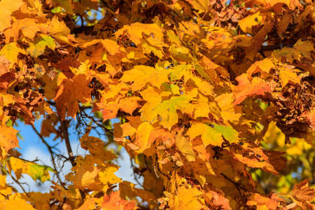 Yellow autumn leaves of maple tree close-up