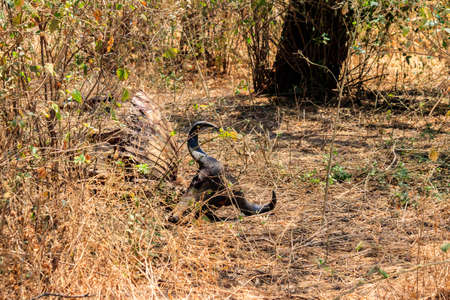Skeleton of wildebeest lying in dry grass on a meadowの写真素材