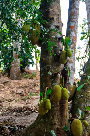Jackfruits on a tree in orchard